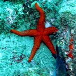 Estrella de mar - Buceo Getafe